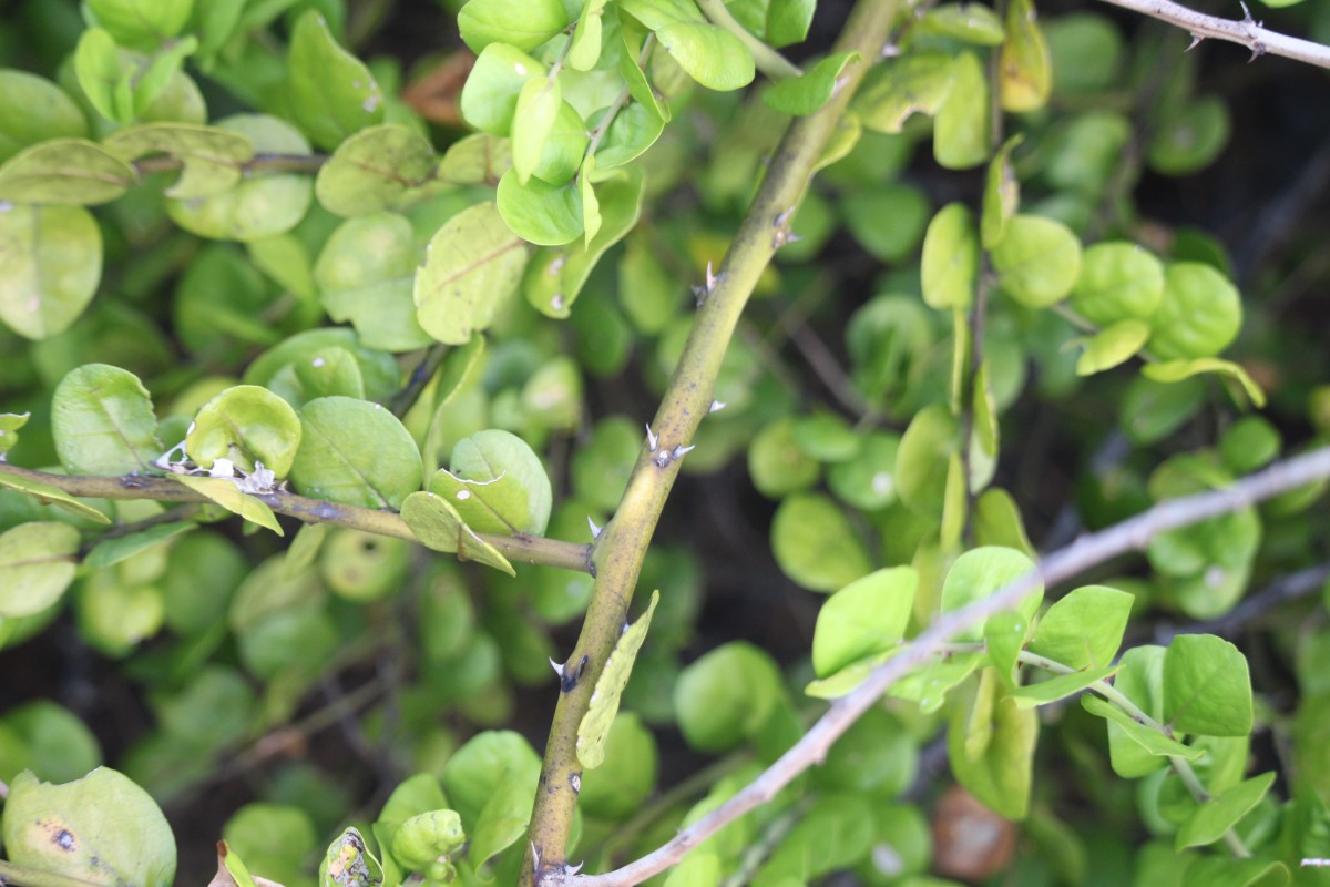 Capparis rotundifolia Rottler